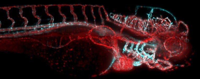 IsoView Light Sheet Microscope